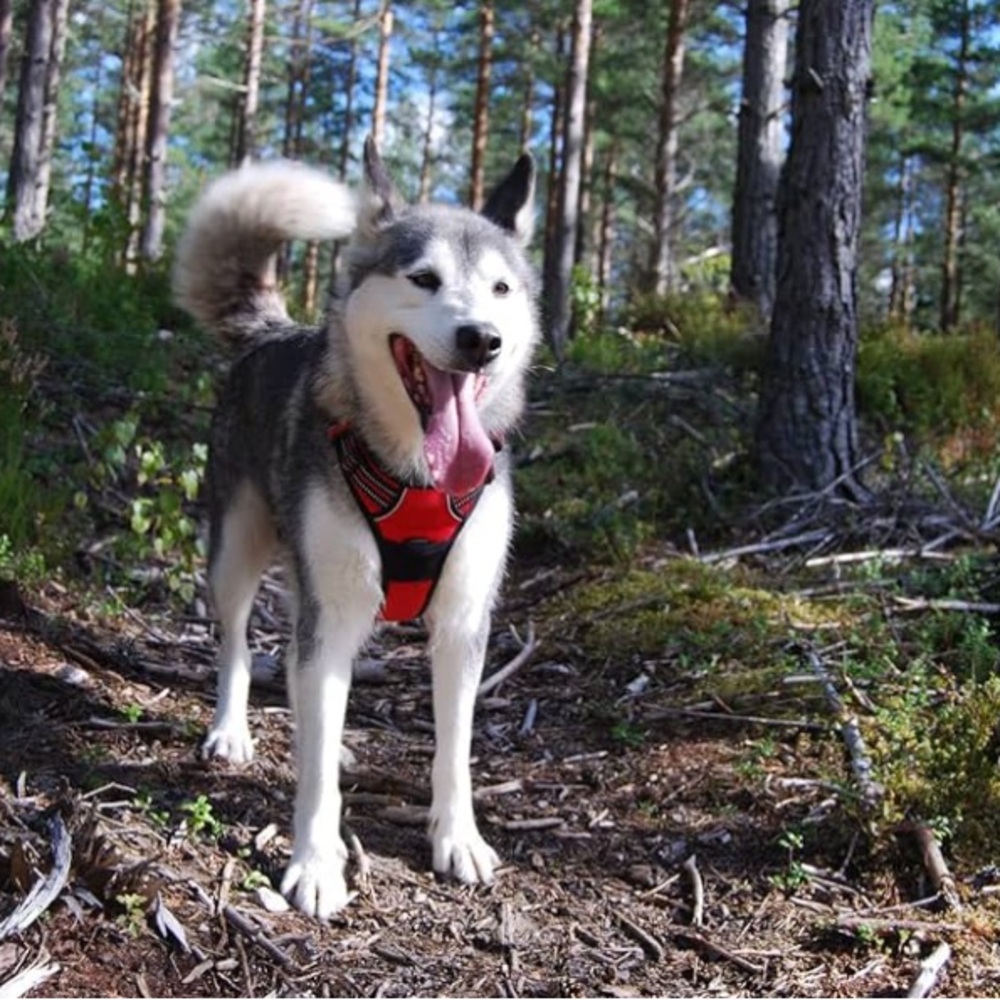 True Love outdoor harness